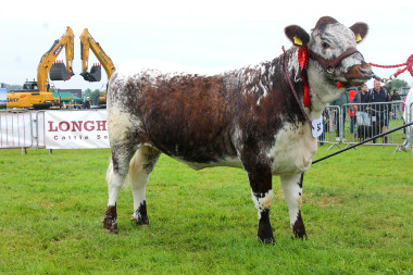 Newton Forget Me Not, breed champion Royal Lancs Show 2022